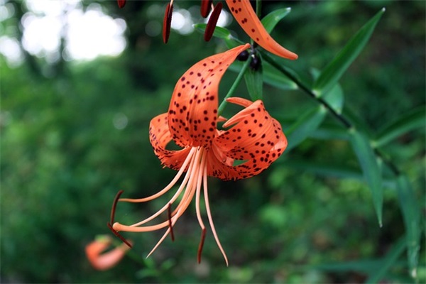 天蝎女十大喜欢的礼物，天蝎座女生喜欢什么礼物