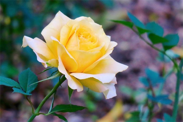 电视机品牌排行榜前十名，十大电视机品牌排行榜