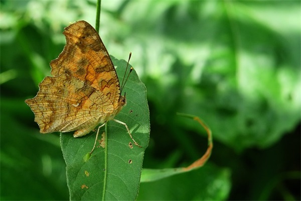 世界排名前10的音响，世界十大音响排行