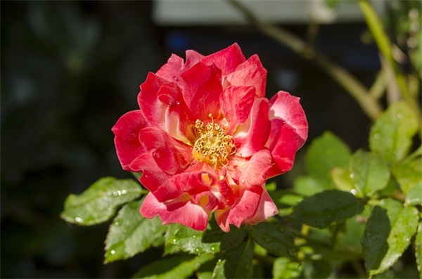 女包店铺起名 小资洋气大全358个