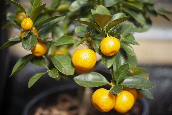 1988年属龙女的婚姻运势如何 1988年属龙的女人配偶是什么命