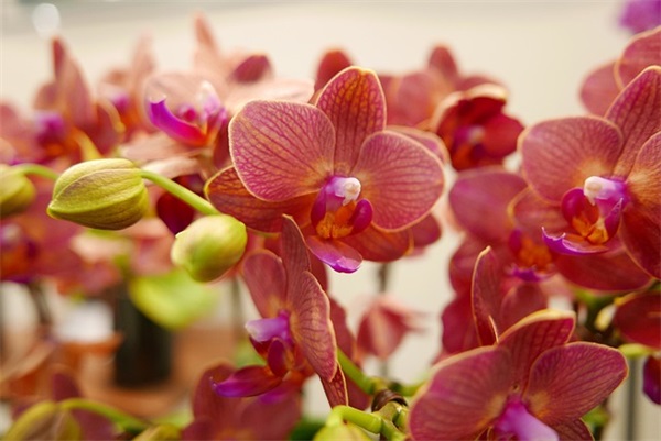 大熊猫为什么被视为中国的国宝 (大熊猫为什么被视为国宝) 大熊猫为什么被视为中国的国宝 (大熊猫为什么被视为国宝)