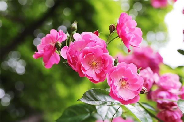 柯基柯基为什么要断尾(柯基不断尾有什么坏处) 柯基柯基为什么要断尾(柯基不断尾有什么坏处)