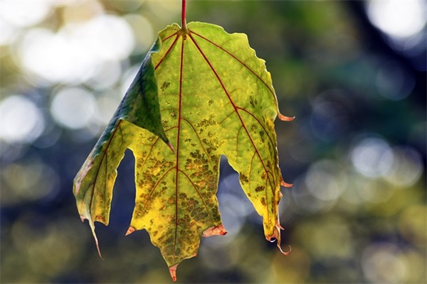 正确饮用蜂蜜水和最佳时间是什么(正确饮用蜂蜜水和最佳时间) 正确饮用蜂蜜水和最佳时间是什么(正确饮用蜂蜜水和最佳时间)