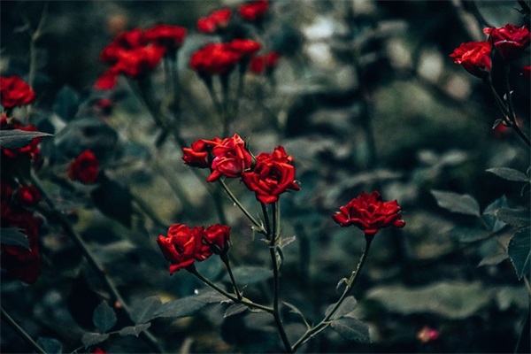 花呗怎么提高额度(怎样快速提高花呗和借呗额度) 花呗怎么提高额度(怎样快速提高花呗和借呗额度)